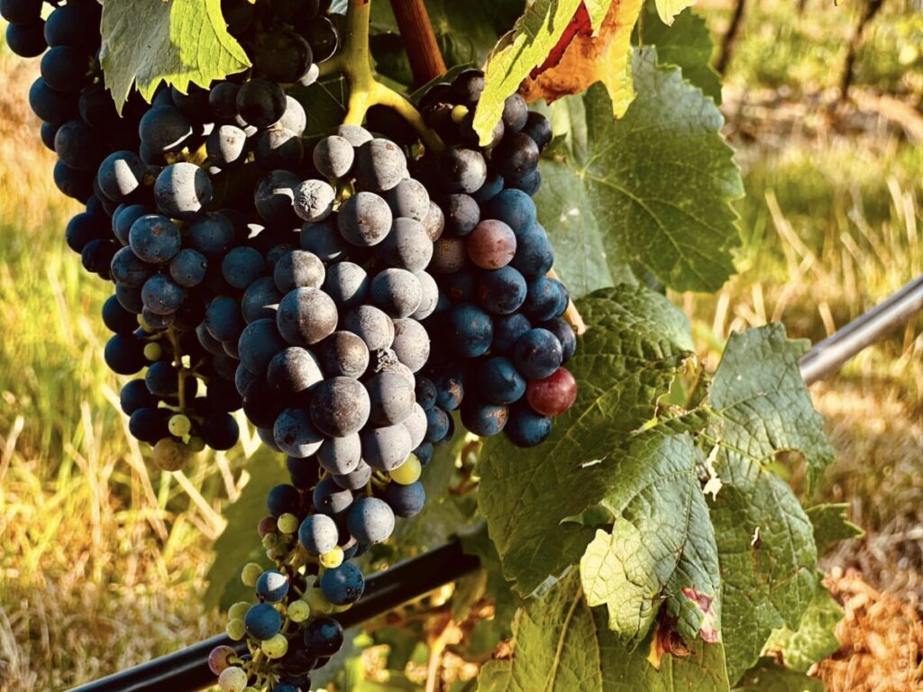 Winogrono
